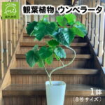 【ふるさと納税】観葉植物 ウンベラータ8号サイズ1鉢